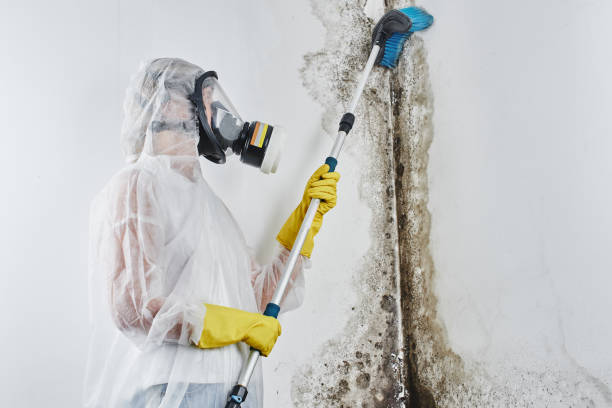 Best Emergency Mold Removal  in Pickerington, OH