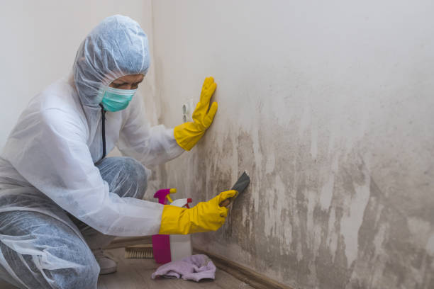 Best Mold Cleaning Services  in Pickerington, OH