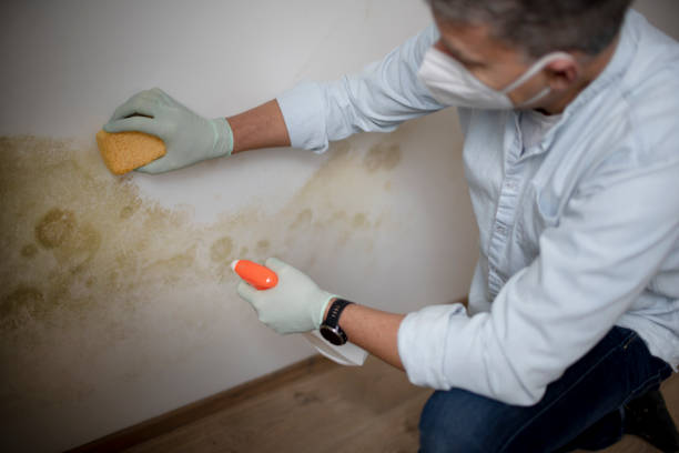 Best Mold Remediation  in Pickerington, OH