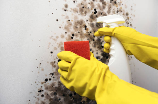 Best Home Mold Removal  in Pickerington, OH