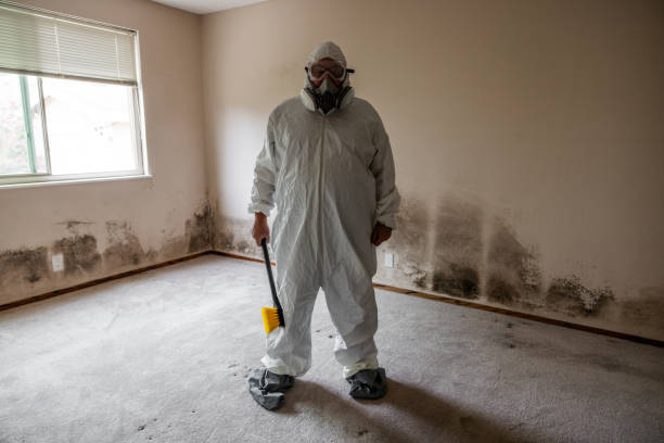 Best Mold Remediation  in Pickerington, OH