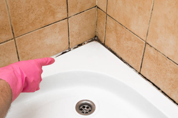 Office Mold Removal Services in Pickerington, OH