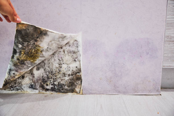 Attic Mold Removal in Pickerington, OH